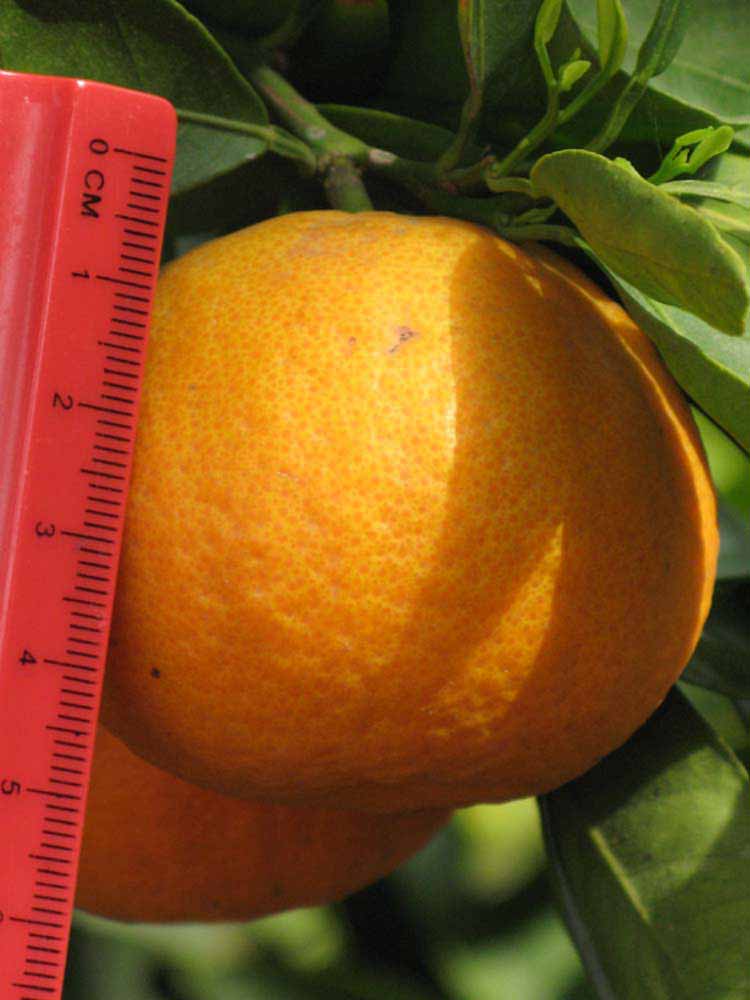              Fruit (Riverside, CA)       